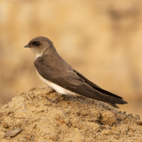 Grey-throated Martin